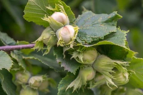 Green hazelnuts and tree leafs in summer garden Stock-Fotos