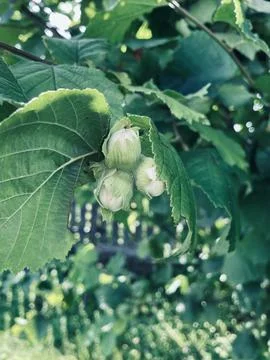 Green hazelnuts and tree leafs in summer garden. Stock Photos