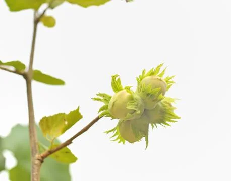 Green hazelnuts Stock Photos