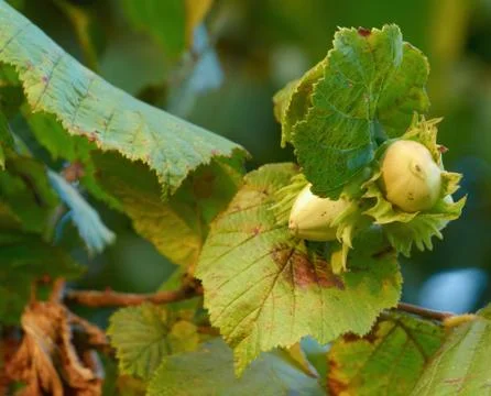 Green hazelnuts Stock Photos