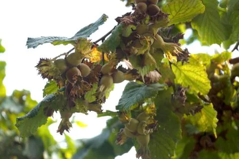 Green Hazelnuts Stock Photos