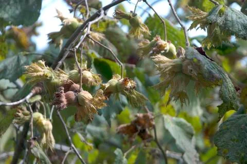 Green Hazelnuts Stock Photos