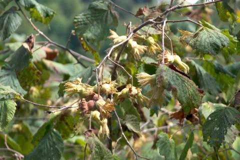 Green Hazelnuts Foto stock