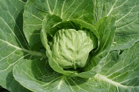 A green head of cabbage. Growing cabbage. Stock Photos