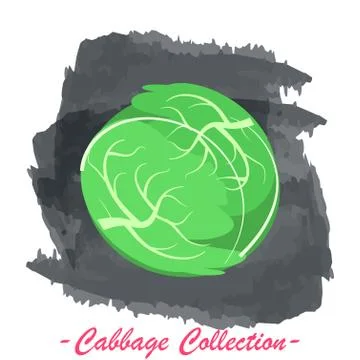 Green head cabbage vector isolated on a grunge background Ilustración de archivo