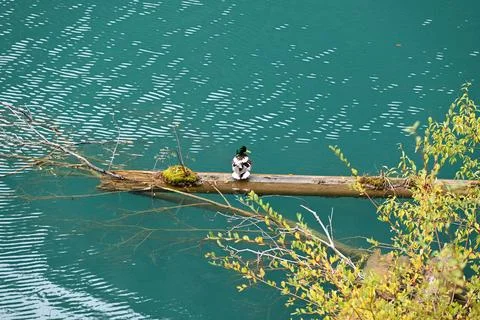 A green head duck rest on the tree trunk floating on the green water in autumn Stock Photos