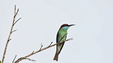 Green-headed beaver migratory bird that is an indicator of natural fertility Video stock 155960638