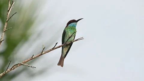 Green-headed beaver migratory bird that is an indicator of natural fertility Video stock 155960665