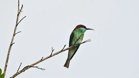 Green-headed beaver migratory bird that is an indicator of natural fertility Video stock 155960684