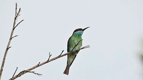 Green-headed beaver migratory bird that is an indicator of natural fertility Video stock 155960694