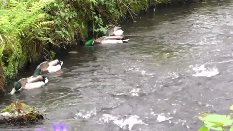 Green Headed Ducks Video stock 229632520