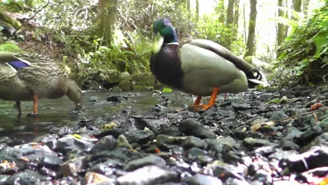 Green Headed Ducks Video stock 229633085