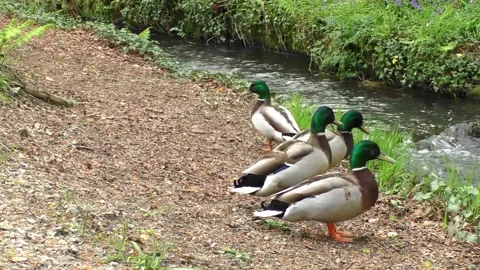 Green Headed Ducks Stock Footage 229634191