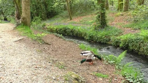 Green Headed Ducks Video stock 229634242