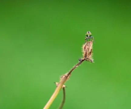 Green-Headed Fly Perched on a Dried Plant Stem Stock Photos