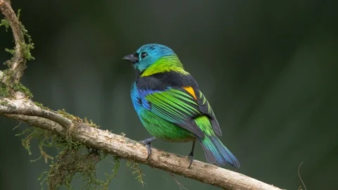 Green-headed tanager sitting on a tree Stock-Footage 94192814