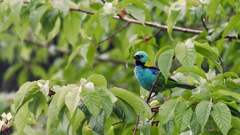 Green-headed tanager sitting on a tree Stock-Footage 94194147