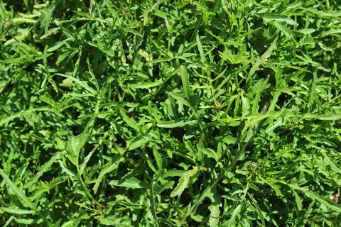 Green healthy rocket Stock Photos
