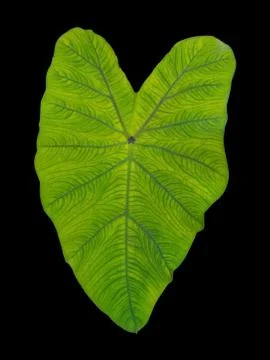 Green heart leaf Stock Photos