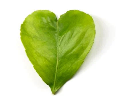 Green Heart Leaf Stock Photos