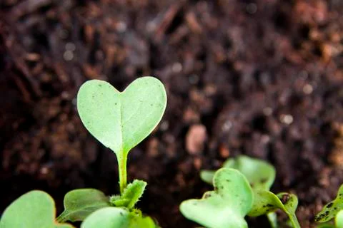 Green heart shape plant sprouting in garden soil Stock Photos