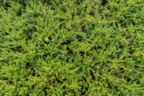 Green heather abstract background Fotos Stock