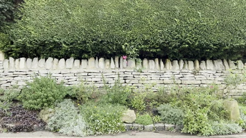 Green hedge and stone wall in rural England Stock Footage 253752845
