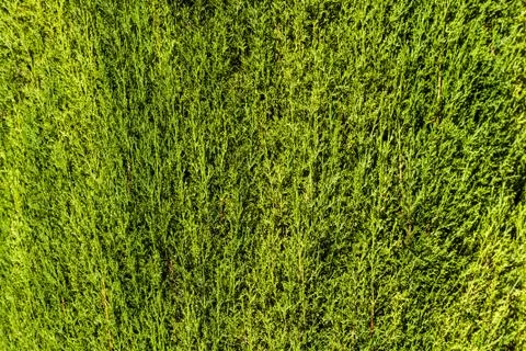 Green hedge background Stock Photos