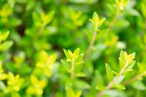 Green hedge background Stock Photos