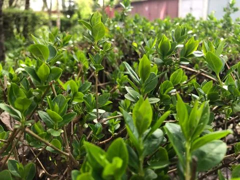 Green hedge as a background Stock Photos