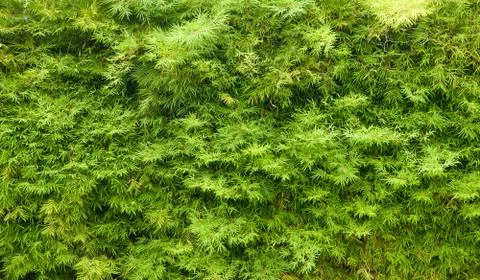 Green hedge background texture Stock Photos