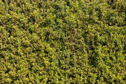 Green hedge, close up view, texture background Stock Photos
