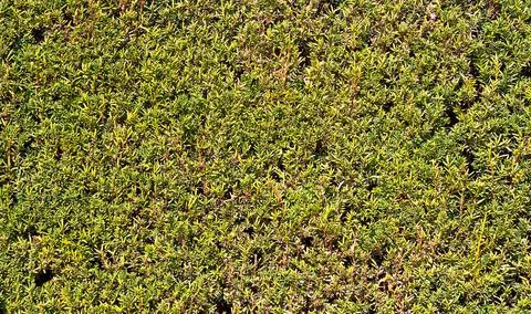 Green hedge, close up view, texture background Stock Photos