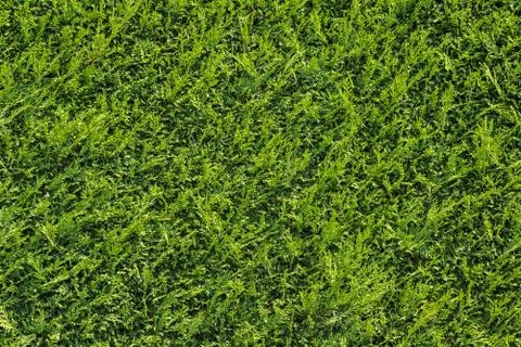 Green Hedge (cypress) Stock Photos