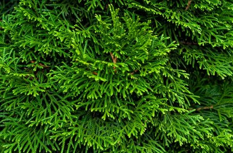 Green hedge of dense thuja, texture background close-up. Foto stock