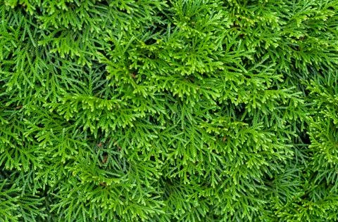 Green hedge of dense thuja, texture background close-up. Stock Photos