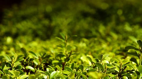 Green hedge Stock Footage 3160933