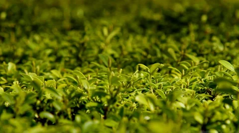Green hedge Stock Footage 3175137