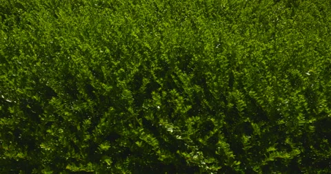 The green hedge Video stock 144417548