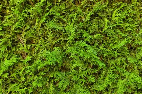 Green hedge, full frame Stock Photos