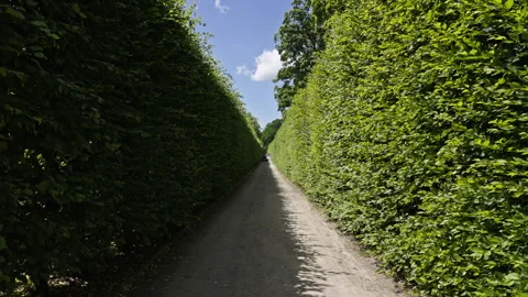 Green Hedge Pathway in Nature Stock Footage 313387337