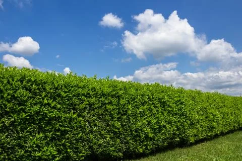Green hedge Stock Photos