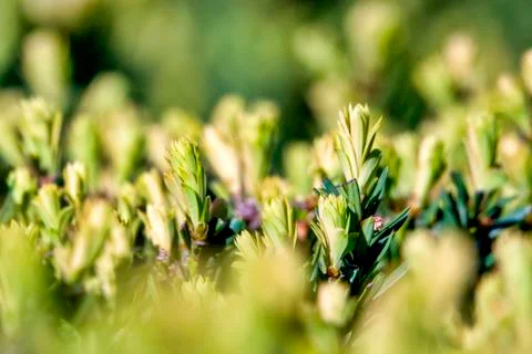 Green hedge Foto stock