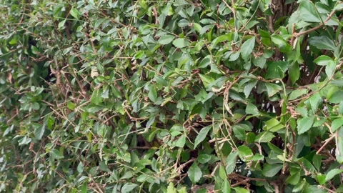 Green hedge plant wall foliage background Stock Footage 346545708