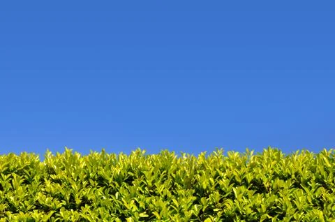 Green hedge with sky Stock Photos