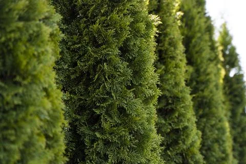 Green hedge of thuja trees. Closeup fresh green branches of thuja trees Stock Photos