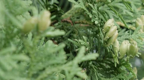 Green Hedge of Thuja Trees Stockbeeldmateriaal 51663716