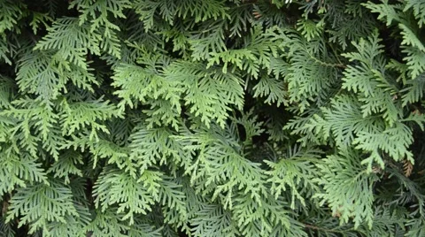 Green Hedge of Thuja Trees Video stock 52587619
