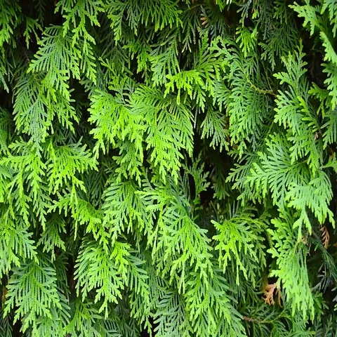 Green Hedge of Thuja Trees Video stock 69515762