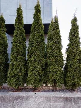 Green hedge of thuja trees, Foto stock
